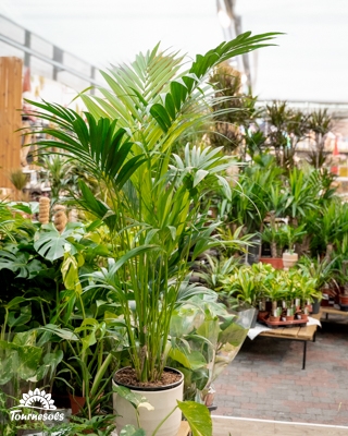 Grandes plantes d’intérieur XXL aux feuillages verts présentées en jardinerie Tournesols, en promotion -20%.